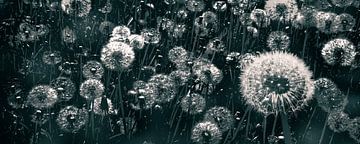 pusteblumen löwenzahn schwarz-weiß von Dörte Bannasch