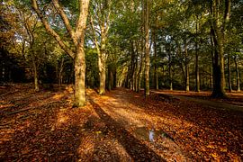 Autumn forest path with sunbeams. by Brian Morgan