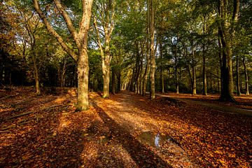 Chemin forestier d'automne avec rayons de soleil. sur Brian Morgan