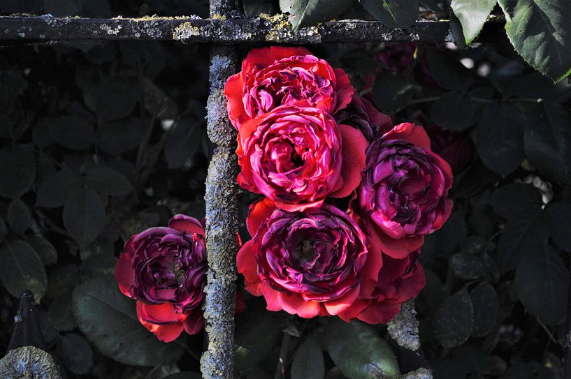 Rode rozen by Marije van der Vies