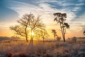 Landschaft am Morgen von Mark Bolijn