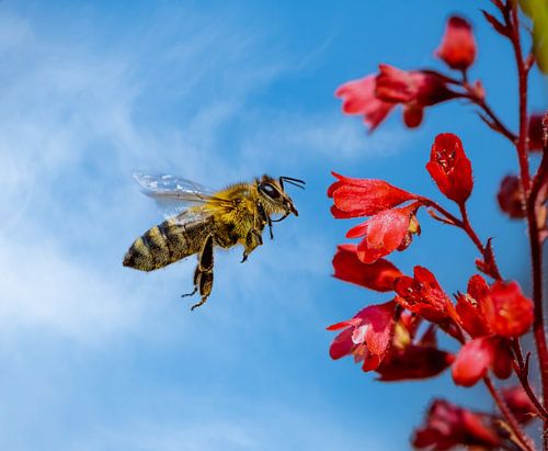 Macro d'une abeille volante sur une fleur d'Heuchera