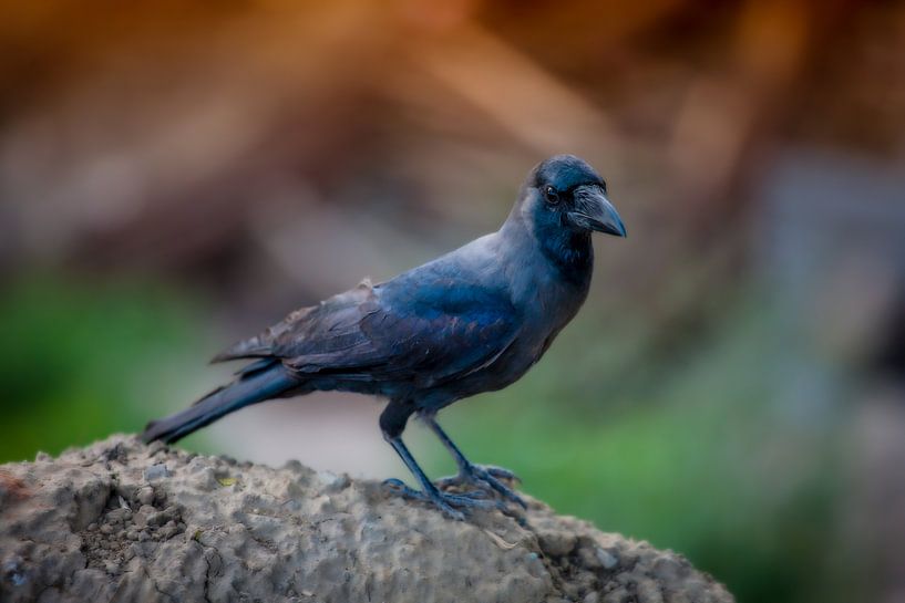 Farbiger Rabe in Indien von Wout Kok