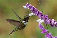 Kolibri an Blüte von Eddy Kuipers Miniaturansicht