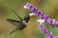 Hummingbird