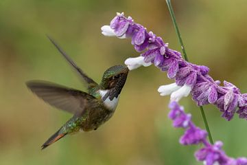 Kolibri an Blüte von Eddy Kuipers