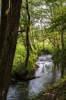 Forest in the Ardennes