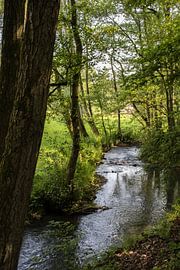 Wald in den Ardennen von Joyce Schouten