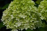 Détails de fleurs d'hortensia vertes et blanches
