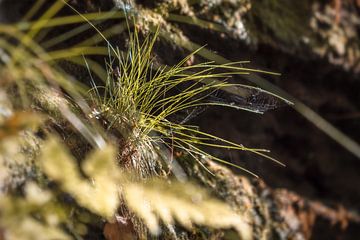 Pfaffenstein, Saxon Switzerland - Grass with spider web by Pixelwerk