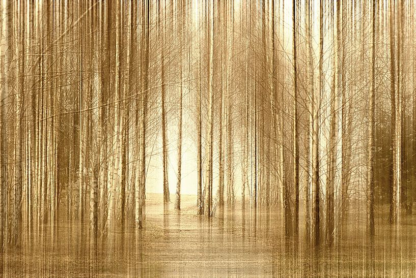 Birch forest by Violetta Honkisz