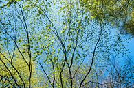 lente, lichtgroene blaadjes tegen een stralend blauwe lucht van Hanneke Luit thumbnail