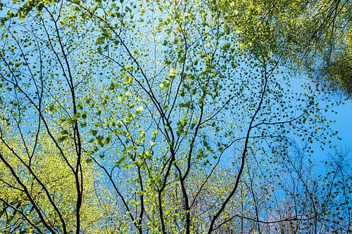 printemps, feuilles vertes pâles contre un ciel bleu vif