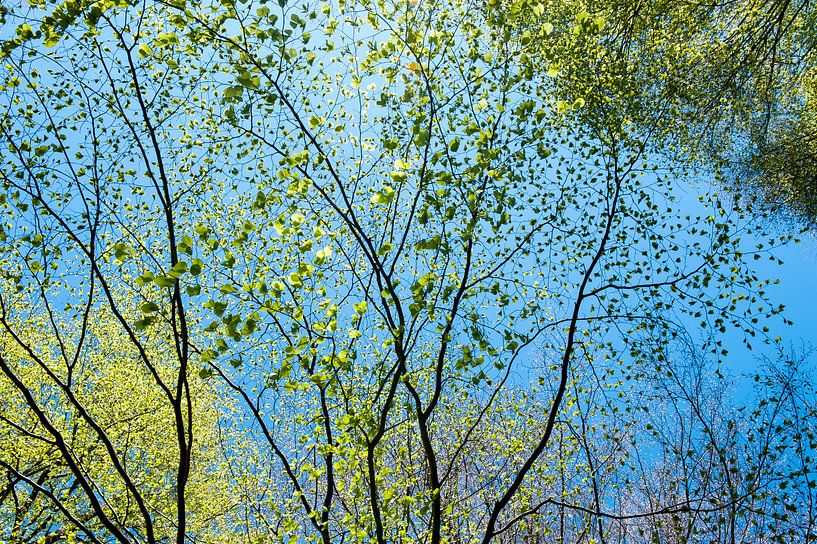 printemps, feuilles vertes pâles contre un ciel bleu vif par Hanneke Luit