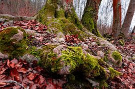 Roots of deciduous tree covered with moss by Marcus Beckert