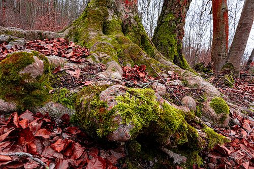 Roots of deciduous tree covered with moss