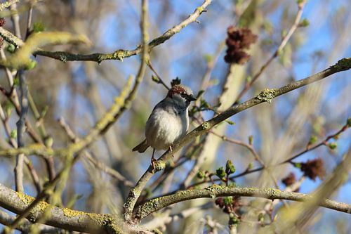 Spatz beim Sonnenbaden im Baum