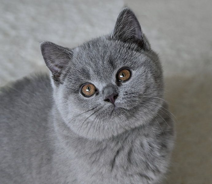 Britse korthaar van Jose Lok