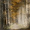 Herfst van Ingrid Van Damme fotografie