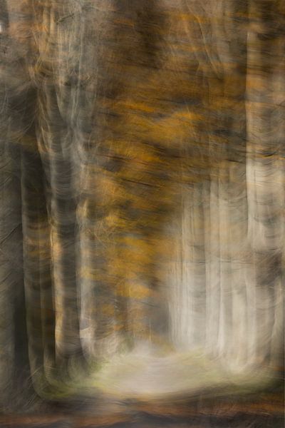 Herbst von Ingrid Van Damme fotografie