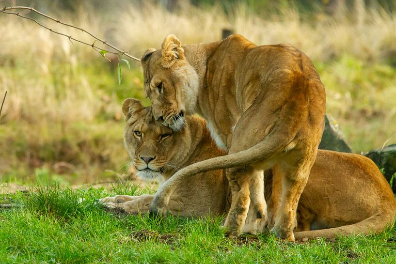 Sister love between Lionesses by Arnold van der Horst