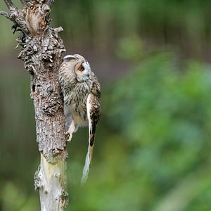 Hibou moyen-duc grimpant sur un tronc d'arbre. sur Larissa Rand