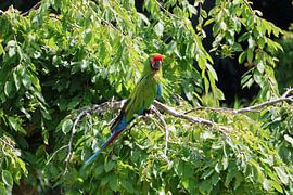 Tiere und Natur von Lennart Mans