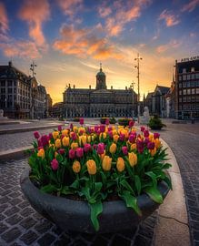 Tulips from Amsterdam