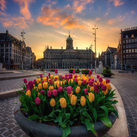 Tulips from Amsterdam by Photo Wall Decoration