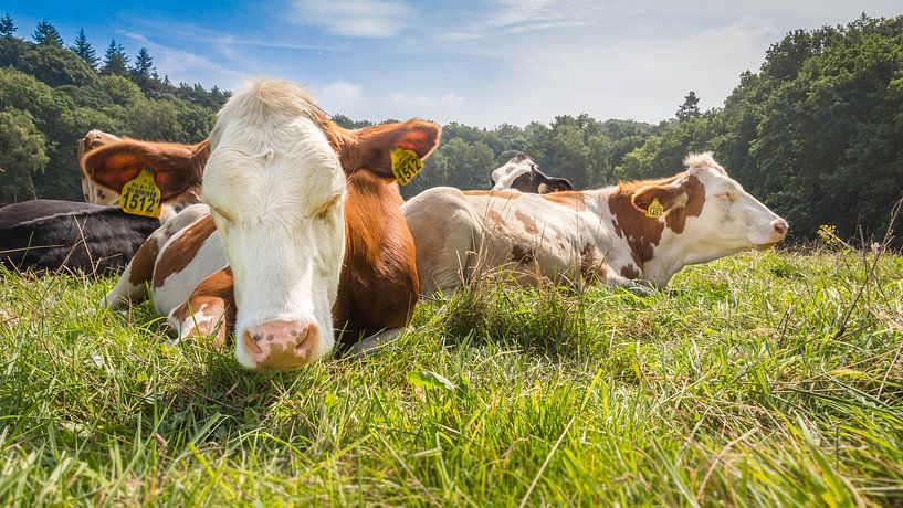 Vaches tachetées marron/blanc se détendant au soleil par Michel Seelen