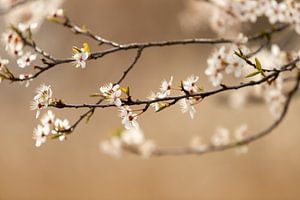 Blumen in Kopenhagen | Ländlicher Stil | Fine Art Natur Fotodruck von Karijn | Fine art Natuur en Reis Fotografie