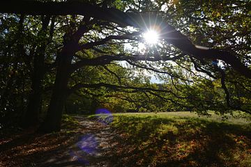 La lumière du soleil filtrée par les arbres sur My Footprints