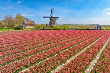 Tulpen bloeien in een veld in Nederland met een windmolen van Sjoerd van der Wal Fotografie