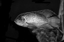 Blue acara 'Electric Blue in black and white