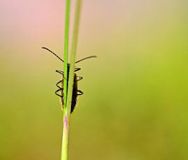 kiekeboe by Corinne Alferink