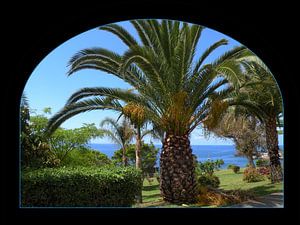 Palmboom op Madeira von Ina Hölzel