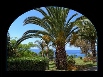 Palmboom op Madeira