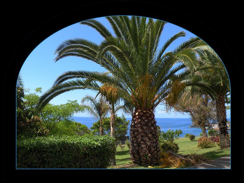 Palmboom op Madeira par Ina Hölzel