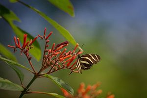 Butterfly von Linda Lu