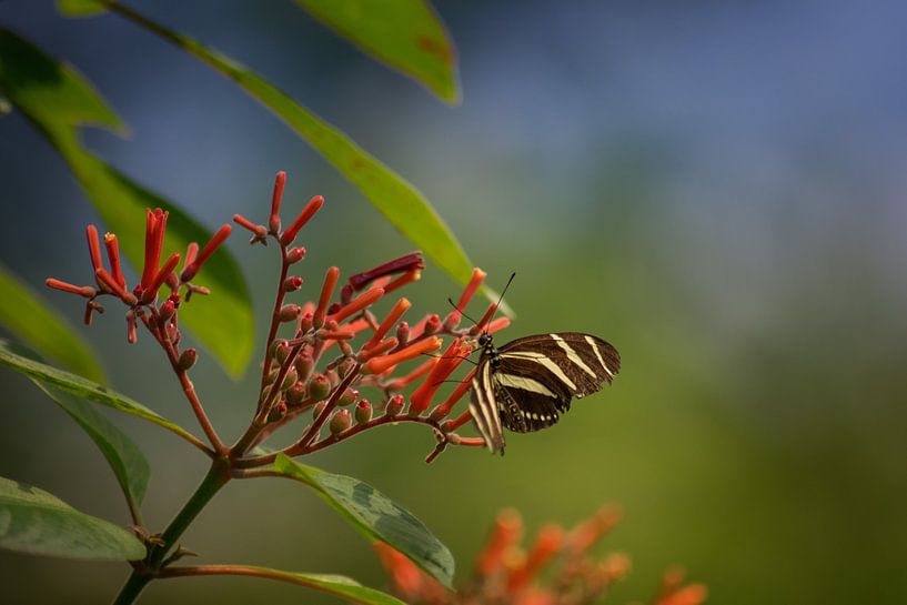 Butterfly by Linda Lu