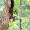 rode eekhoorn van Andy van der Steen - Fotografie