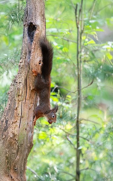 red squirrel by Andy van der Steen - Fotografie