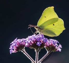 Papillon citron sur MirjamCornelissen - Fotografie