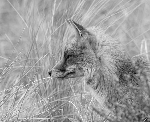 Fox in dunes black / white