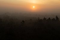 Silent Morning in the Bog