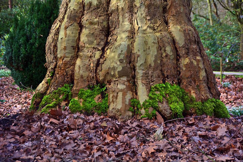 Pied d'éléphant par Edgar Schermaul