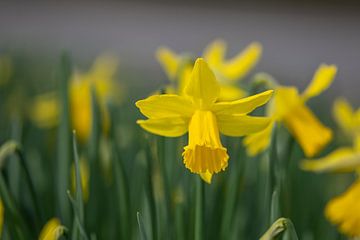Daffodils by Ingrid Aanen