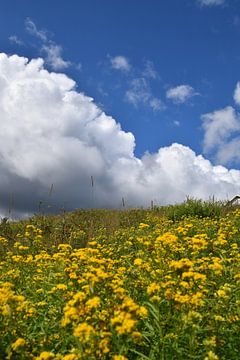 A field of wildflowers by Claude Laprise