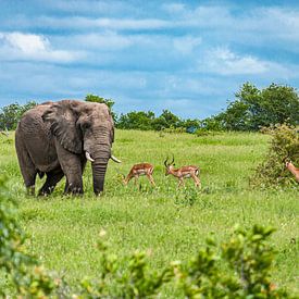 Elefant mit Antilopen im Krüger Nationalpark, Südafrika von Easycopters