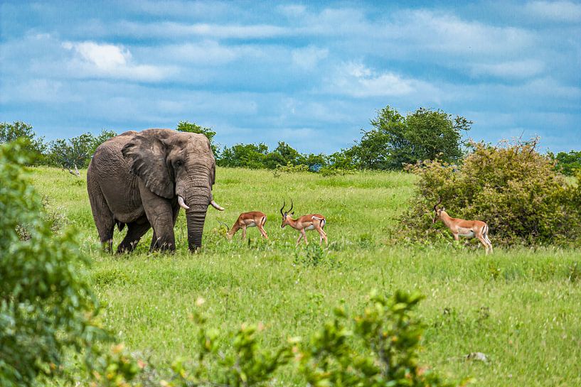 Elefant mit Antilopen im Krüger Nationalpark, Südafrika von Easycopters